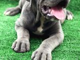 ÜST SEVİYE DEV CANE CORSA YAVRULARI