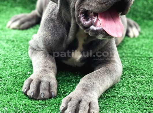 ÜST SEVİYE DEV CANE CORSA YAVRULARI