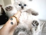 Bi̇rbi̇ri̇nden Güzel British Longhair Yavrularim