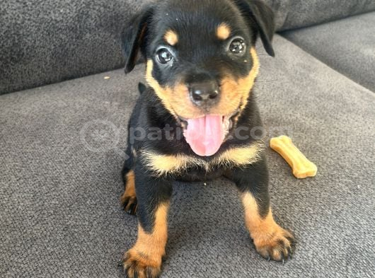 2AYLIK ROTWEILER