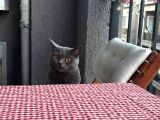Oyuncu Tam Bir Ev Kedisi