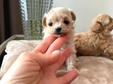 Malti̇poo Ci̇nsi̇ Yavrular Ev Üreti̇mi̇