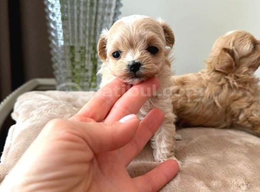 Malti̇poo Ci̇nsi̇ Yavrular Ev Üreti̇mi̇ görsel