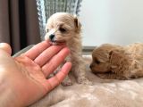 Malti̇poo Ci̇nsi̇ Yavrular Ev Üreti̇mi̇