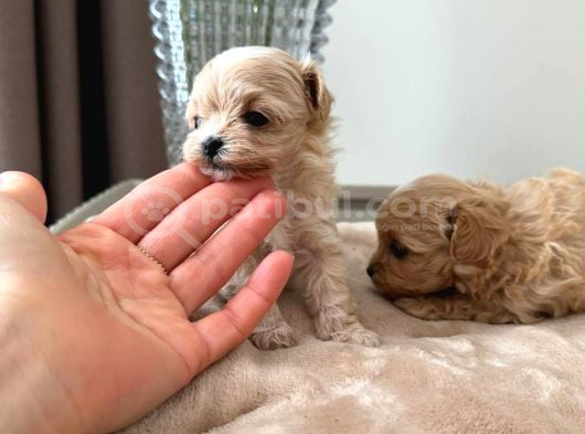 Malti̇poo Ci̇nsi̇ Yavrular Ev Üreti̇mi̇ görsel