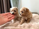 Malti̇poo Ci̇nsi̇ Yavrular Ev Üreti̇mi̇