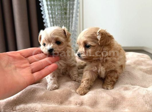 Malti̇poo Ci̇nsi̇ Yavrular Ev Üreti̇mi̇ görsel