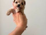 MALTİPOO CİNSİ YAVRULAR EV ÜRETİMİ