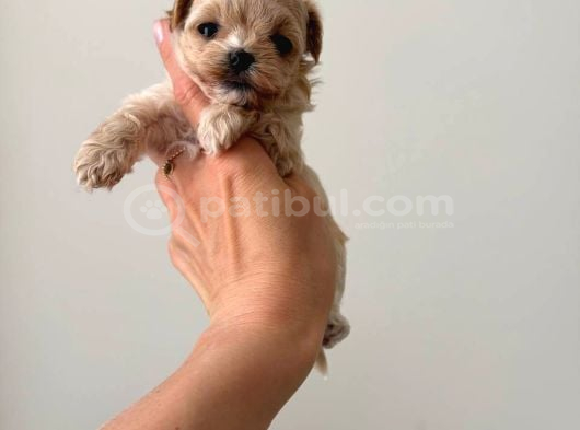 MALTİPOO CİNSİ YAVRULAR EV ÜRETİMİ