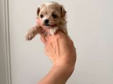 Malti̇poo Ci̇nsi̇ Yavrular Ev Üreti̇mi̇