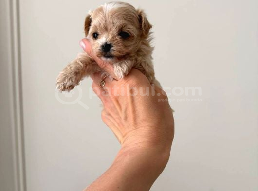 Malti̇poo Ci̇nsi̇ Yavrular Ev Üreti̇mi̇ görsel