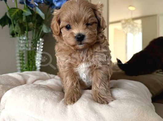 TOY POODLE SEVİMLİ YAVRULAR EV ÜRETİMİ