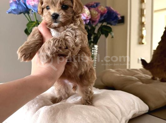Toy Poodle Sevi̇mli̇ Yavrular Ev Üreti̇mi̇ görsel