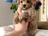Toy Poodle Sevi̇mli̇ Yavrular Ev Üreti̇mi̇