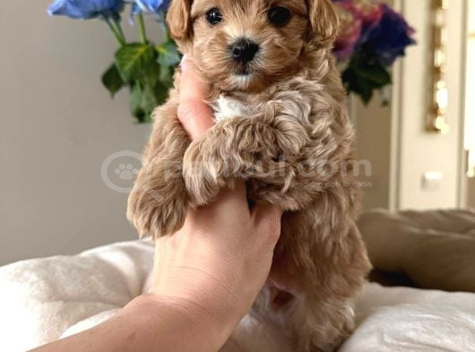 Toy Poodle Sevi̇mli̇ Yavrular Ev Üreti̇mi̇ görsel