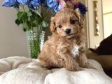 Toy Poodle Sevi̇mli̇ Yavrular Ev Üreti̇mi̇