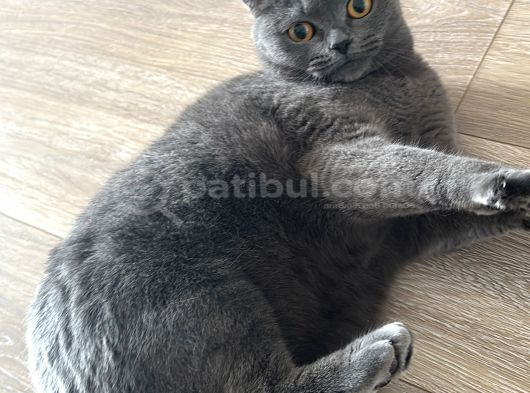 Oyuncu tam bir ev kedisi