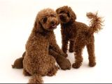 TOY POODLE DİŞİ İstanbul