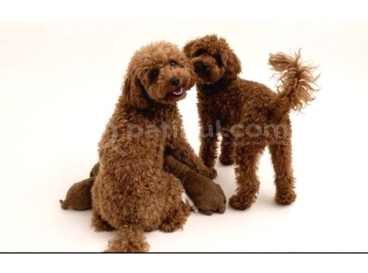 TOY POODLE DİŞİ İstanbul