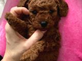 Toy poodle kore kan kg garantili yavrulqrımız 
