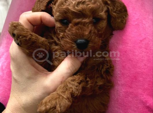 Toy Poodle Kore Kan Kg Garantili Yavrulqrımız 