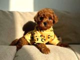 Saf kan Toy poodle yavrularımız için arayabilirsiniz