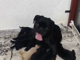 REZERVEYE AÇIK SİYAH VE PİNK PUG YAVRULARI