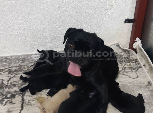 REZERVEYE AÇIK SİYAH VE PİNK PUG YAVRULARI