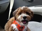 Kocaeli Köpek Sahiplendirme