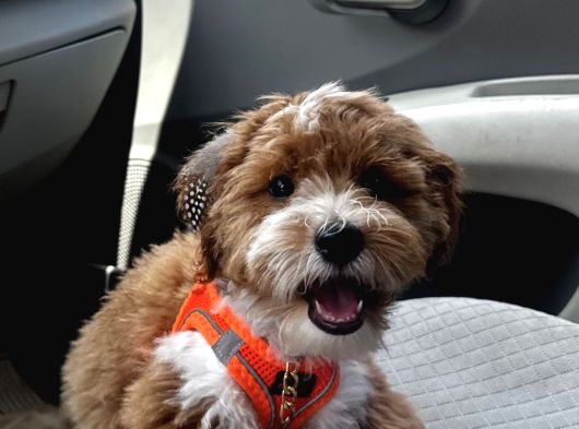Kocaeli Köpek Sahiplendirme
