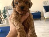 Mi̇ni̇ Boy Toy Poodle