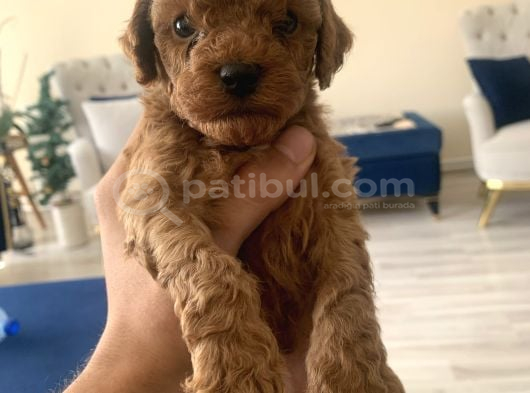 Mi̇ni̇ Boy Toy Poodle görsel