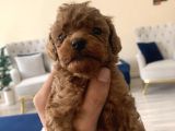 MİNİ BOY TOY POODLE