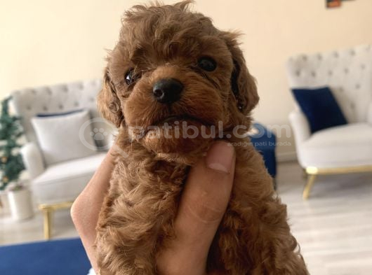 MİNİ BOY TOY POODLE
