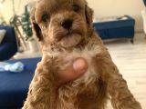 Mi̇ni̇ Boy Toy Poodle