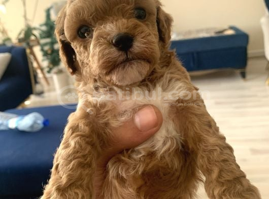Mi̇ni̇ Boy Toy Poodle görsel