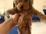 Mi̇ni̇ Boy Toy Poodle