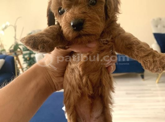 Mi̇ni̇ Boy Toy Poodle görsel