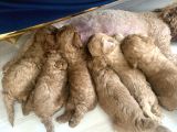 Mi̇ni̇ Boy Toy Poodle