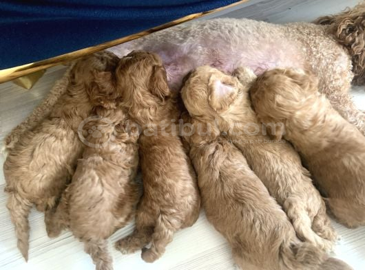 Mi̇ni̇ Boy Toy Poodle görsel
