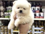Pomeranian yavrularımız sıfır Boy