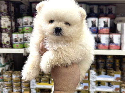 Pomeranian yavrularımız sıfır Boy