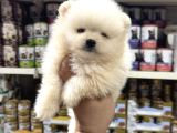 Pomeranian Yavrularımız Sıfır Boy