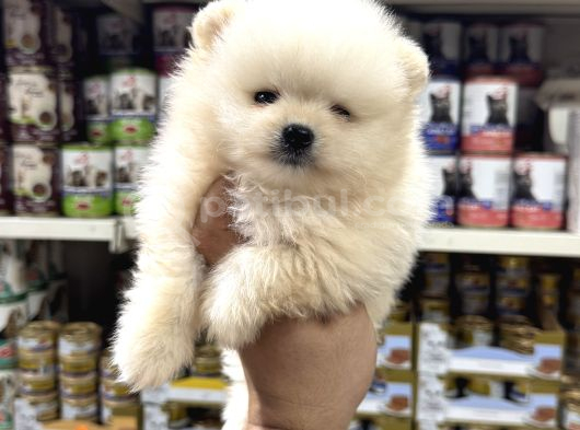 Pomeranian Yavrularımız Sıfır Boy görsel