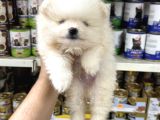 Pomeranian kar beyaz yavrular ilk aşıları yapıldı