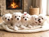Core Teacup Maltese Bebekler