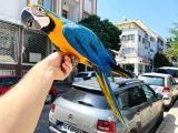 Full Evci̇l Eği̇ti̇mli̇ Konuşan Sarilaci̇vert Macaw Papağani