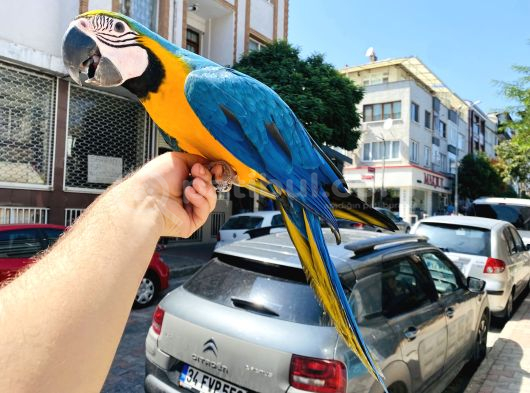 Full Evci̇l Eği̇ti̇mli̇ Konuşan Sarilaci̇vert Macaw Papağani görsel
