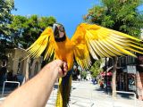 Full Evci̇l Eği̇ti̇mli̇ Konuşan Sarilaci̇vert Macaw Papağani