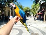 FULL EVCİL EĞİTİMLİ KONUŞAN SARILACİVERT MACAW PAPAĞANI